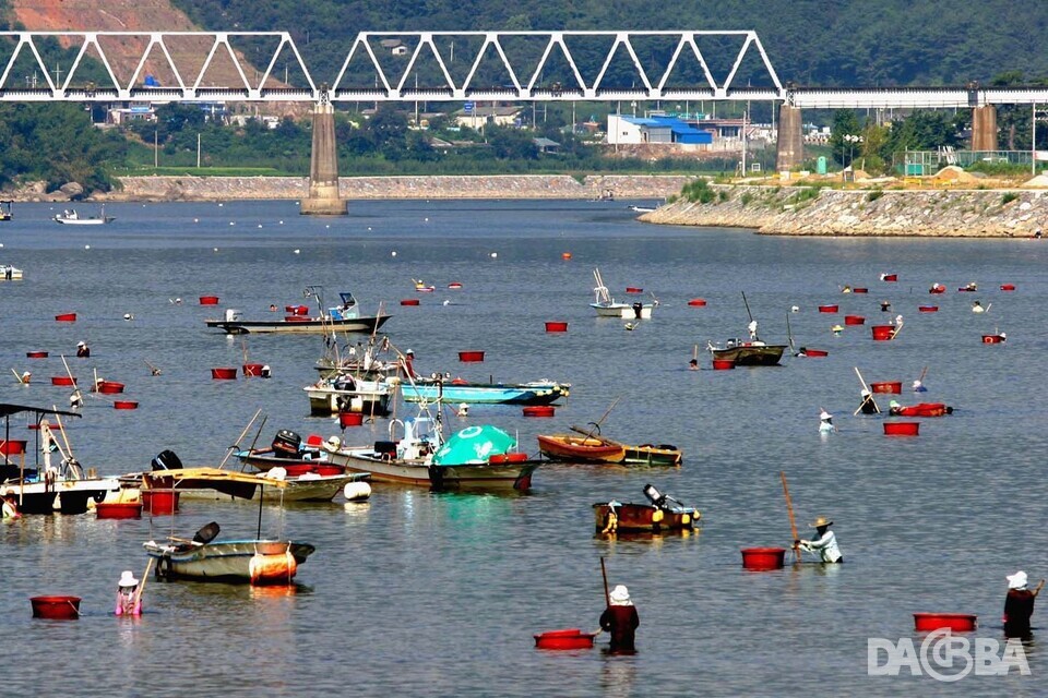▲국내 어업 분야 최초로 세계중요농업유산에 등재된 '하동·광양 섬진강 재첩잡이 손틀어업'.(하동군 제공)