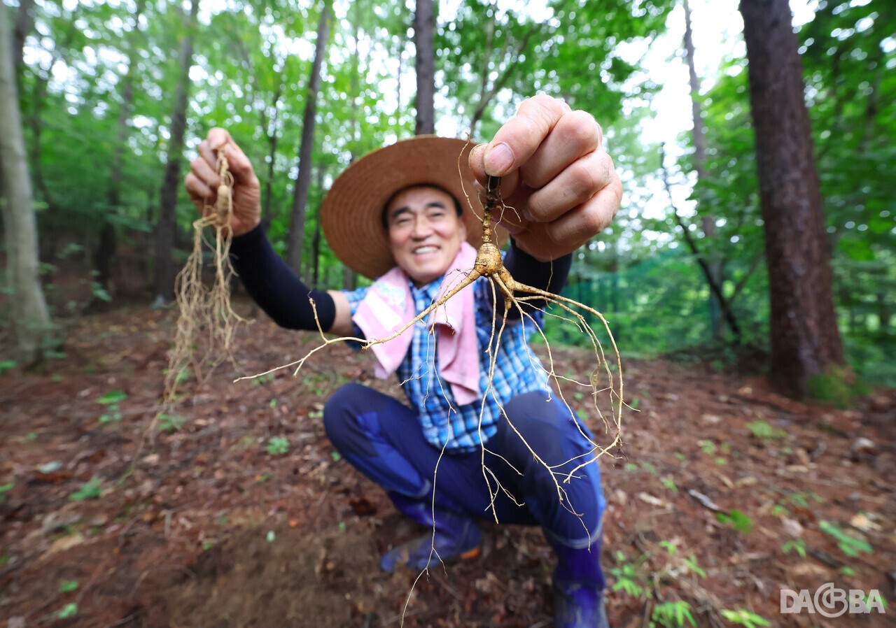 ▲산삼을 캔 오선택 씨.(함양군 제공)