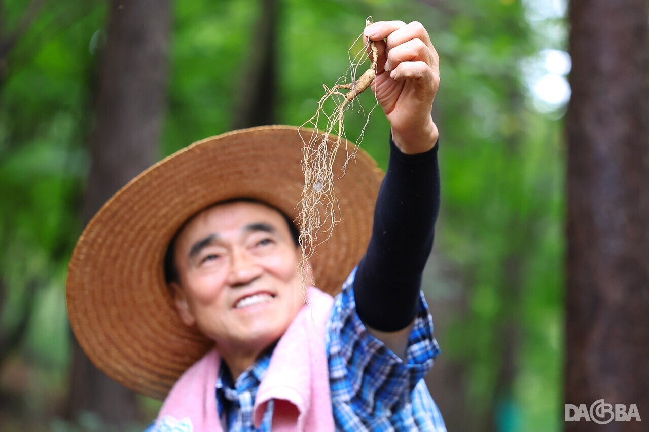 ▲산삼을 캔 오선택 씨.(함양군 제공)
