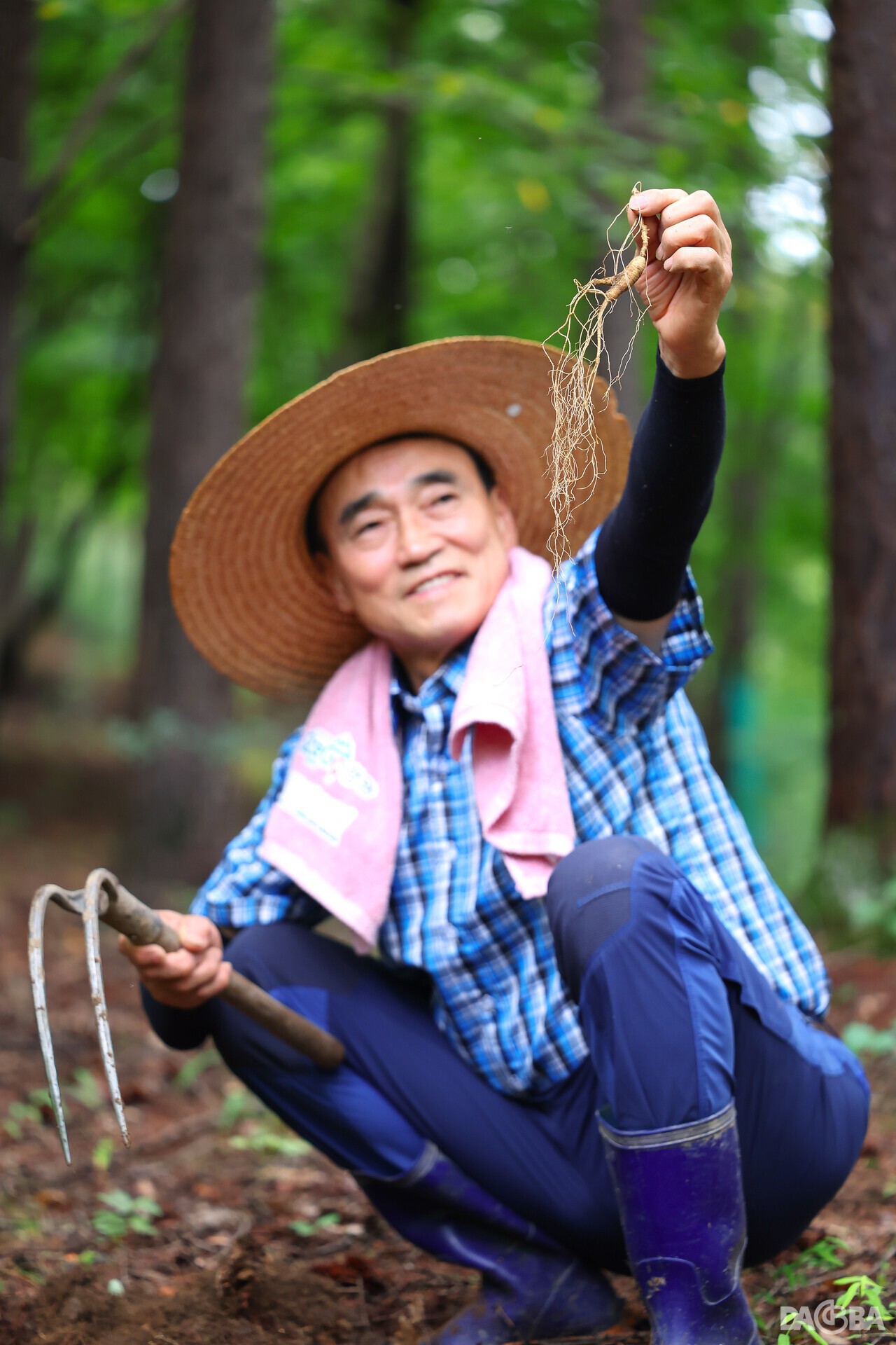 ▲산삼을 캔 오선택 씨.(함양군 제공)