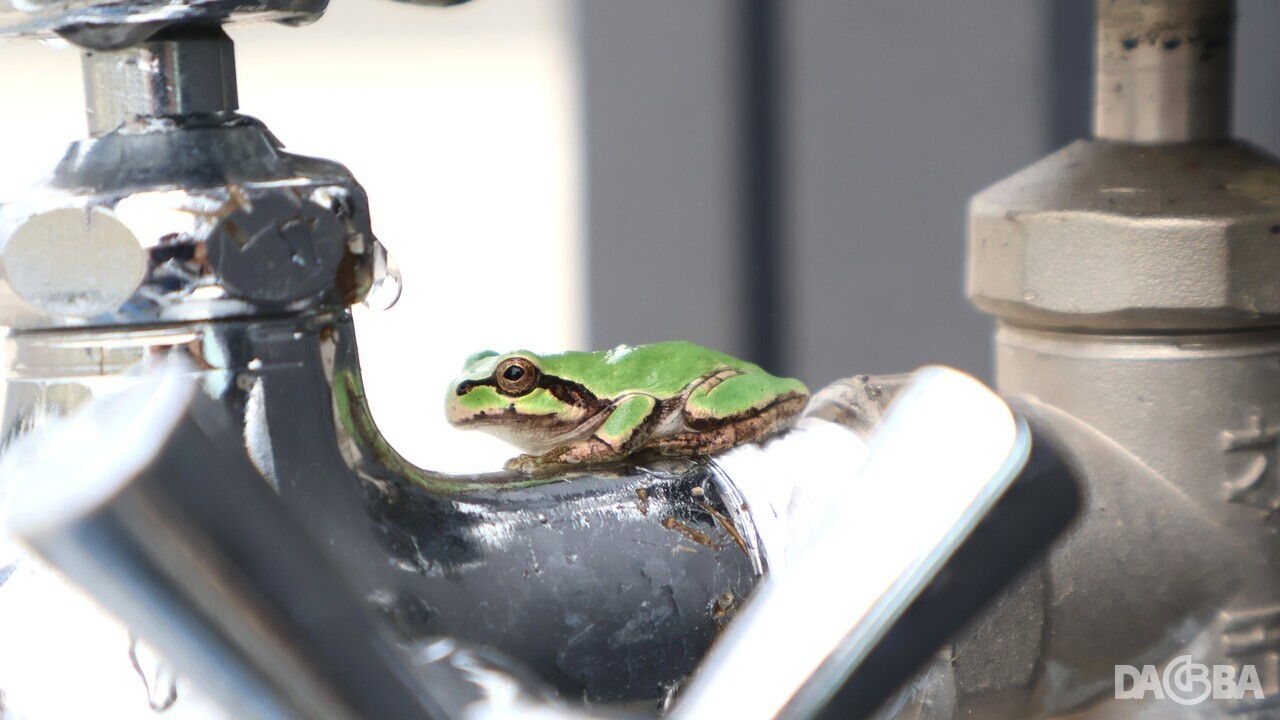 ▲늦더위를 식히는 청개구리.