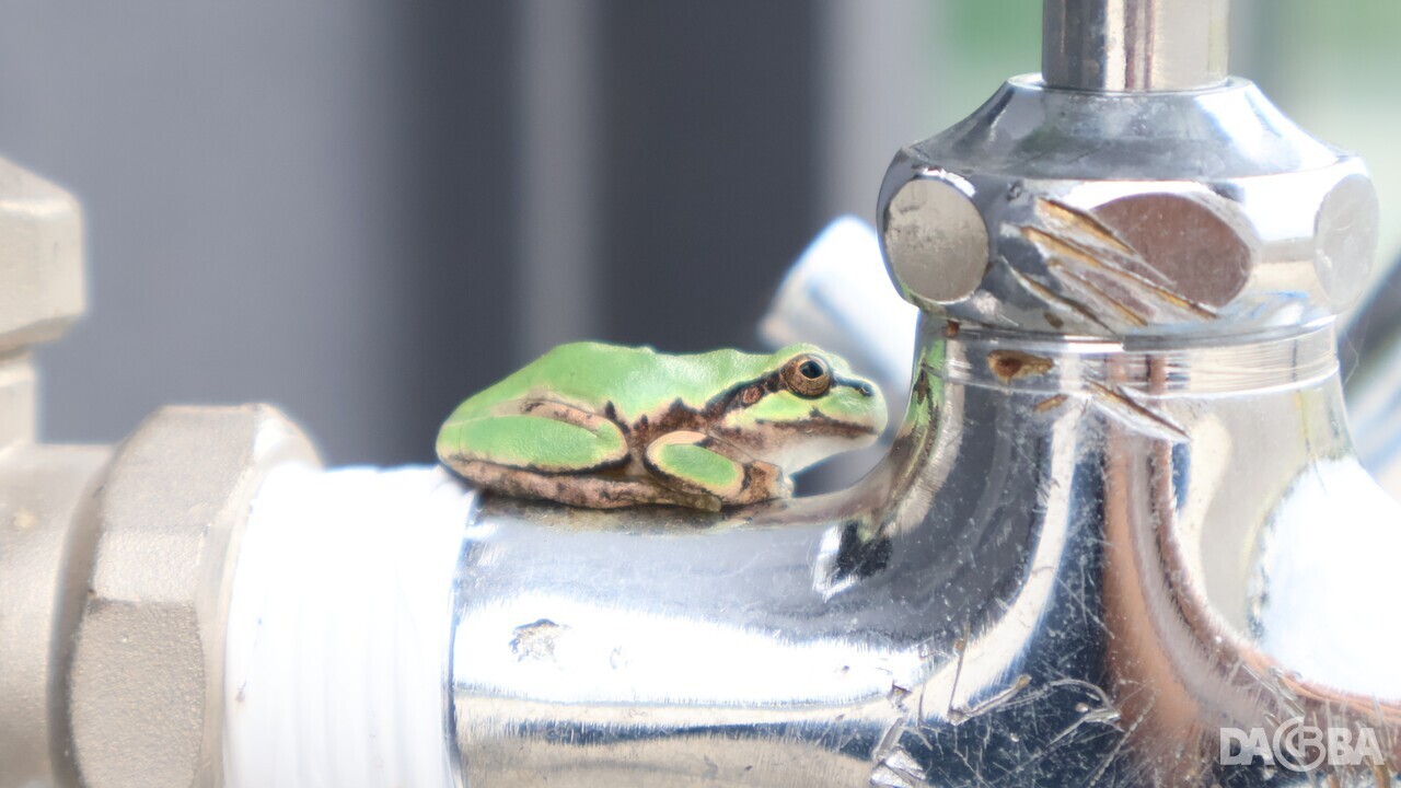 ▲늦더위를 식히는 청개구리.