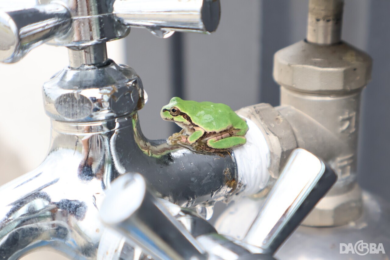 ▲늦더위를 식히는 청개구리.