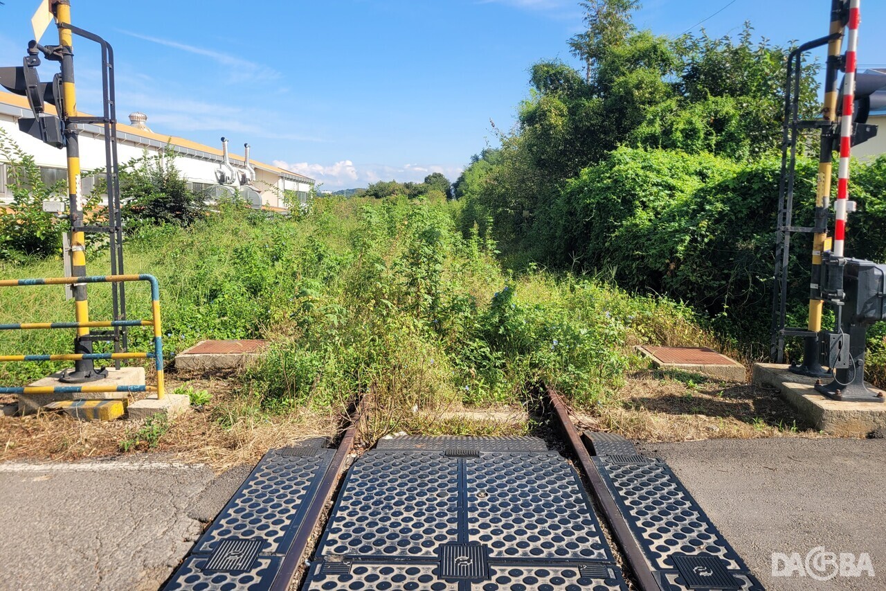 ▲잡초가 무성하게 자란 배춘리 일대 철길.