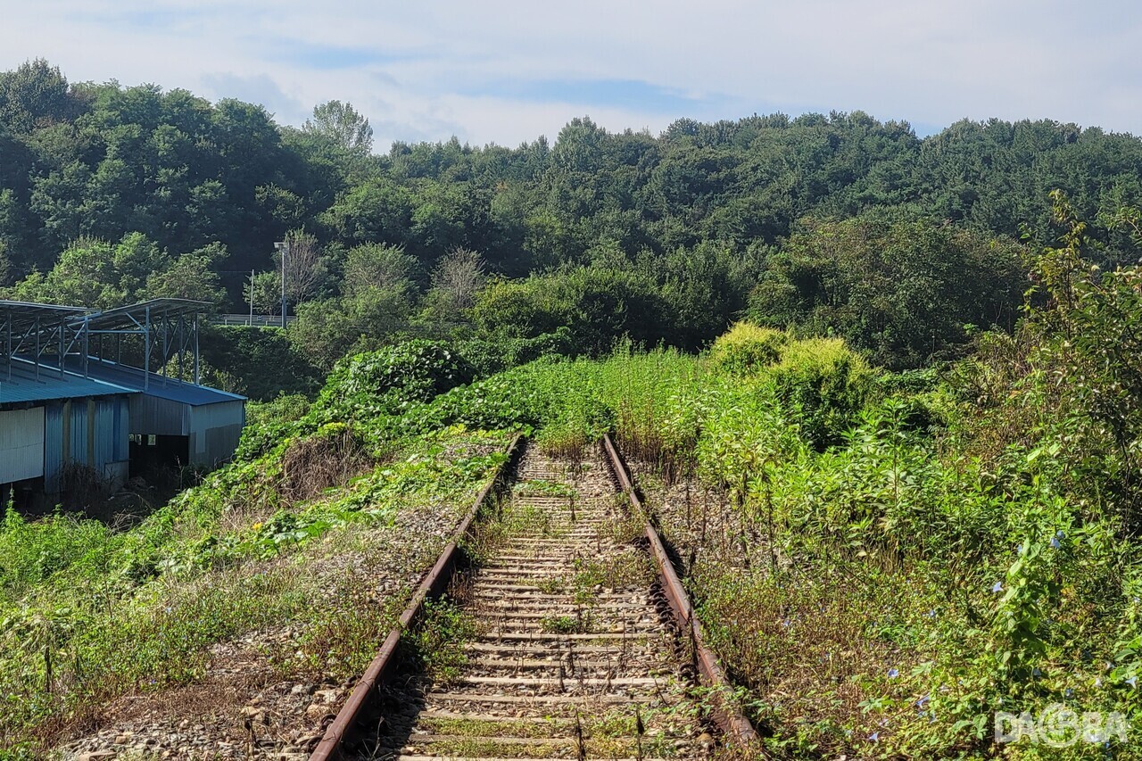 ▲잡초로 뒤덮인 배춘리 철길.