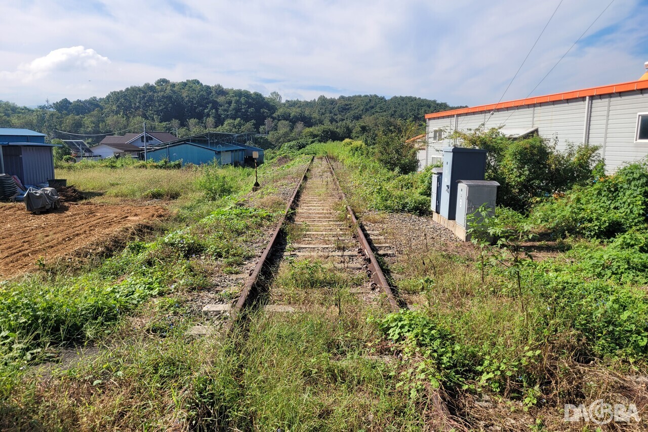 ▲잡초로 뒤덮인 배춘리 철길.