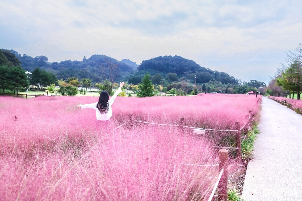 ▲악양생태공원 핑크뮬리.(함안군 제공)