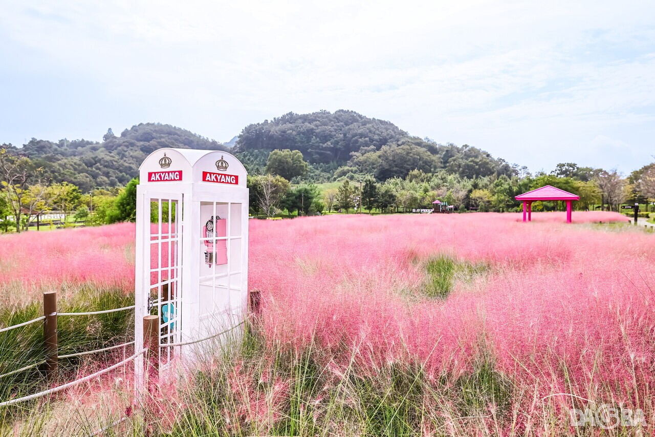 ▲악양생태공원 핑크뮬리.(함안군 제공)