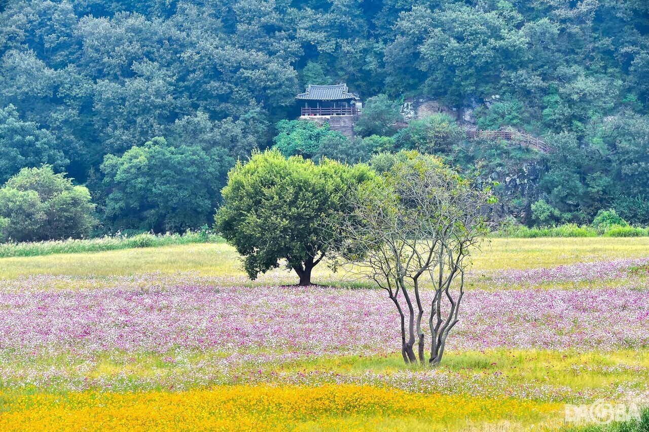 ▲악양 둑방 코스모스.(함안군 제공)