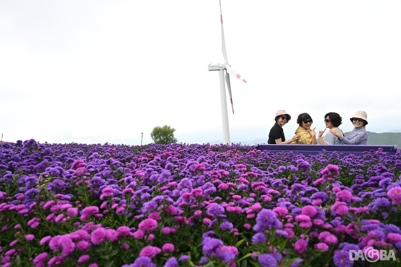 ▲거창 감악산 별바람언덕 아스타국화.(거창군 제공)