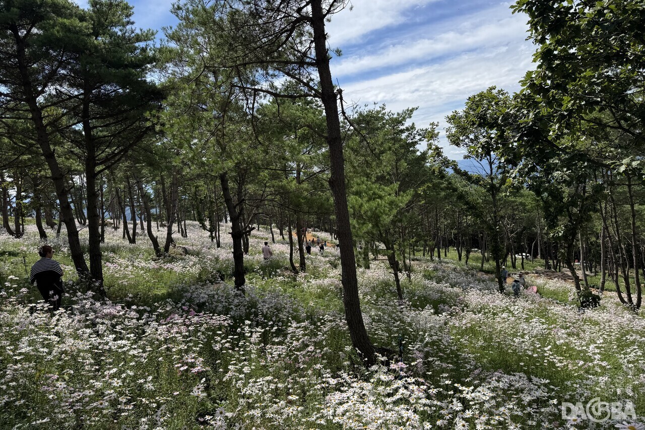 ▲거창 감악산 별바람언덕 구절초.(거창군 제공)
