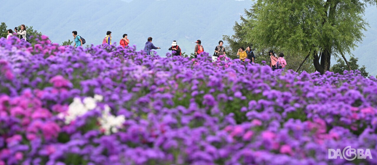 ▲거창 감악산 별바람언덕 아스타국화.(거창군 제공)