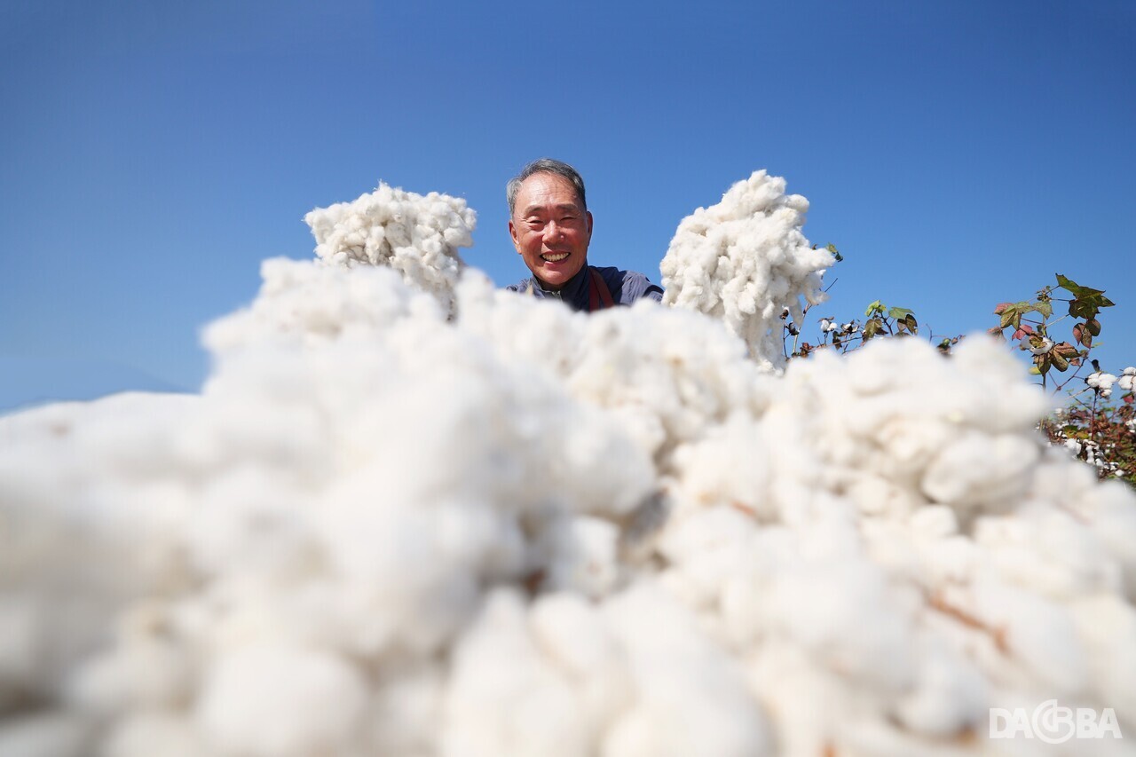 ▲천연 목화솜을 들어보이는 임채장 씨.(함양군 제공)