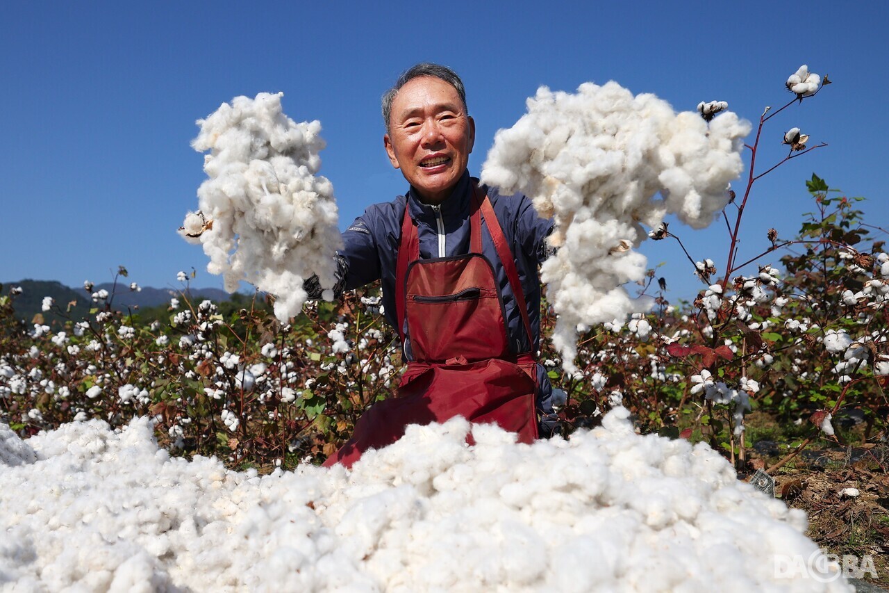 ▲천연 목화솜을 들어보이는 임채장 씨.(함양군 제공)
