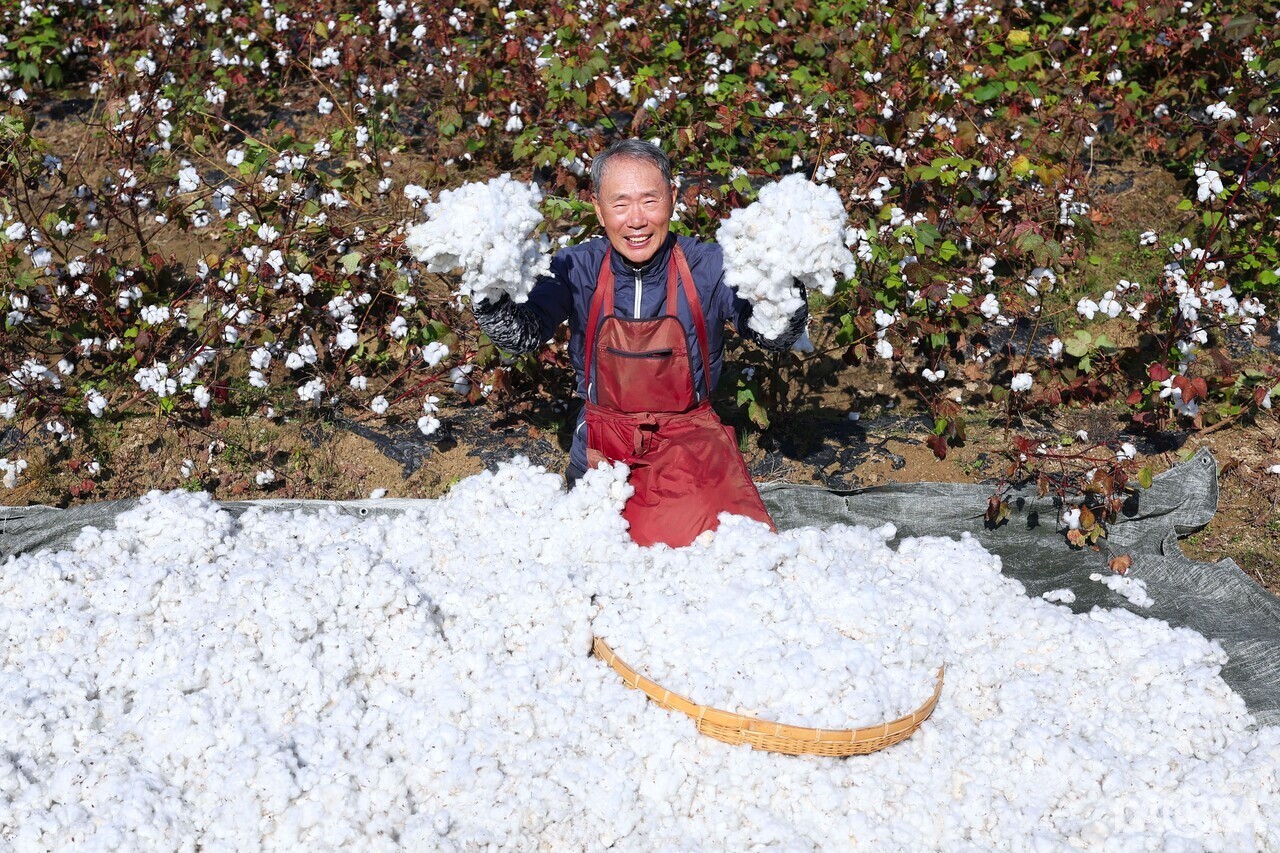 ▲천연 목화솜을 들어보이는 임채장 씨.(함양군 제공)