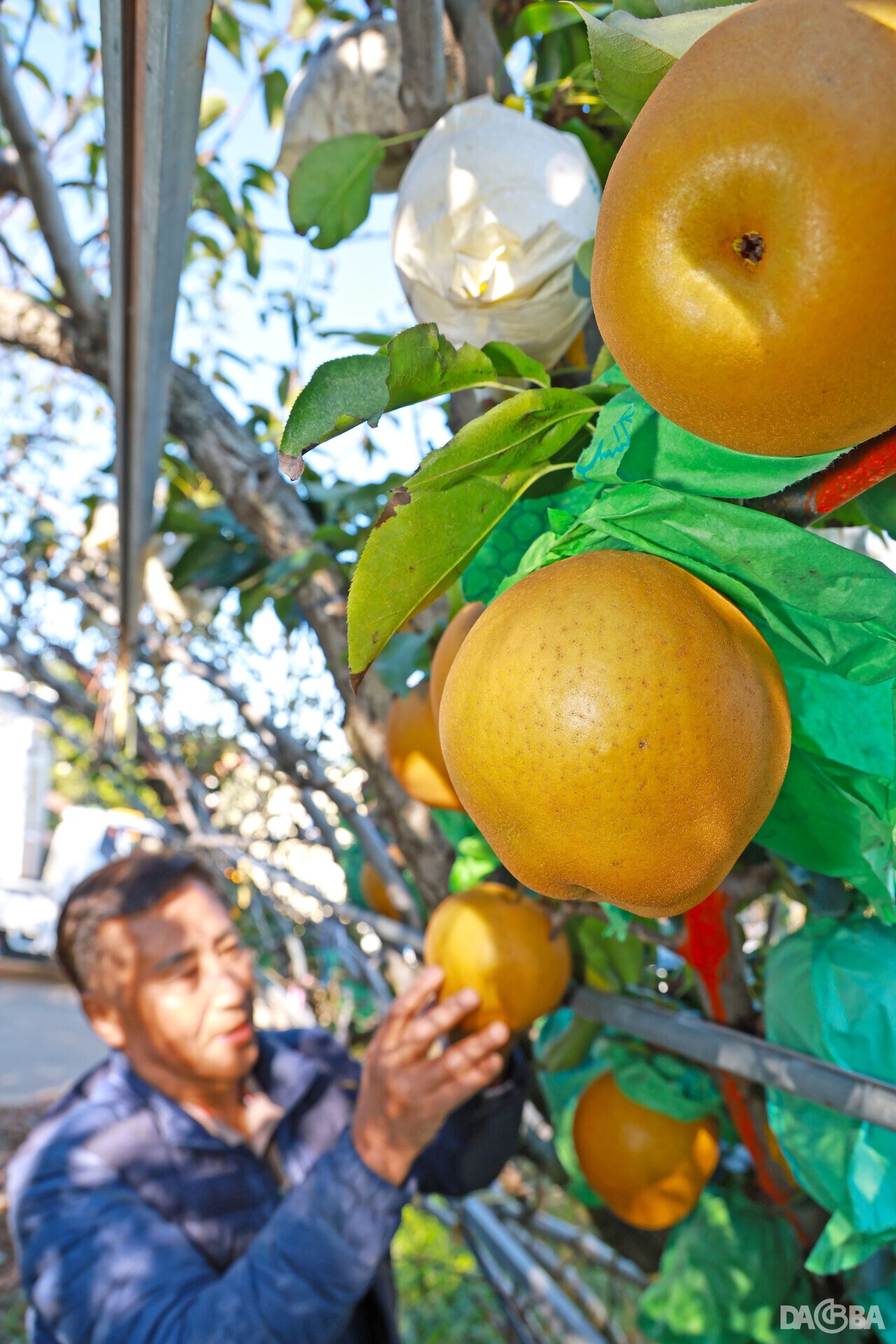 ▲대왕배.(산청군 제공)