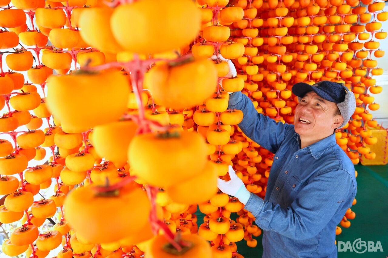 ▲곶감을 정성스레 손질하는 신서성 씨.(함양군 제공)