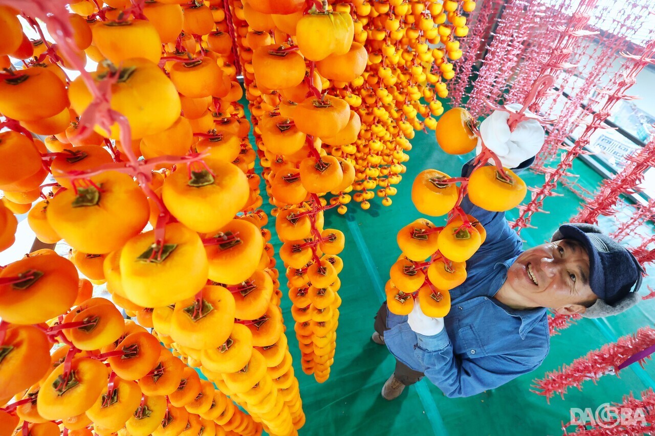 ▲곶감을 정성스레 손질하는 신서성 씨.(함양군 제공)