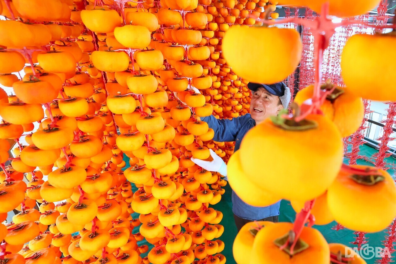 ▲곶감을 정성스레 손질하는 신서성 씨.(함양군 제공)