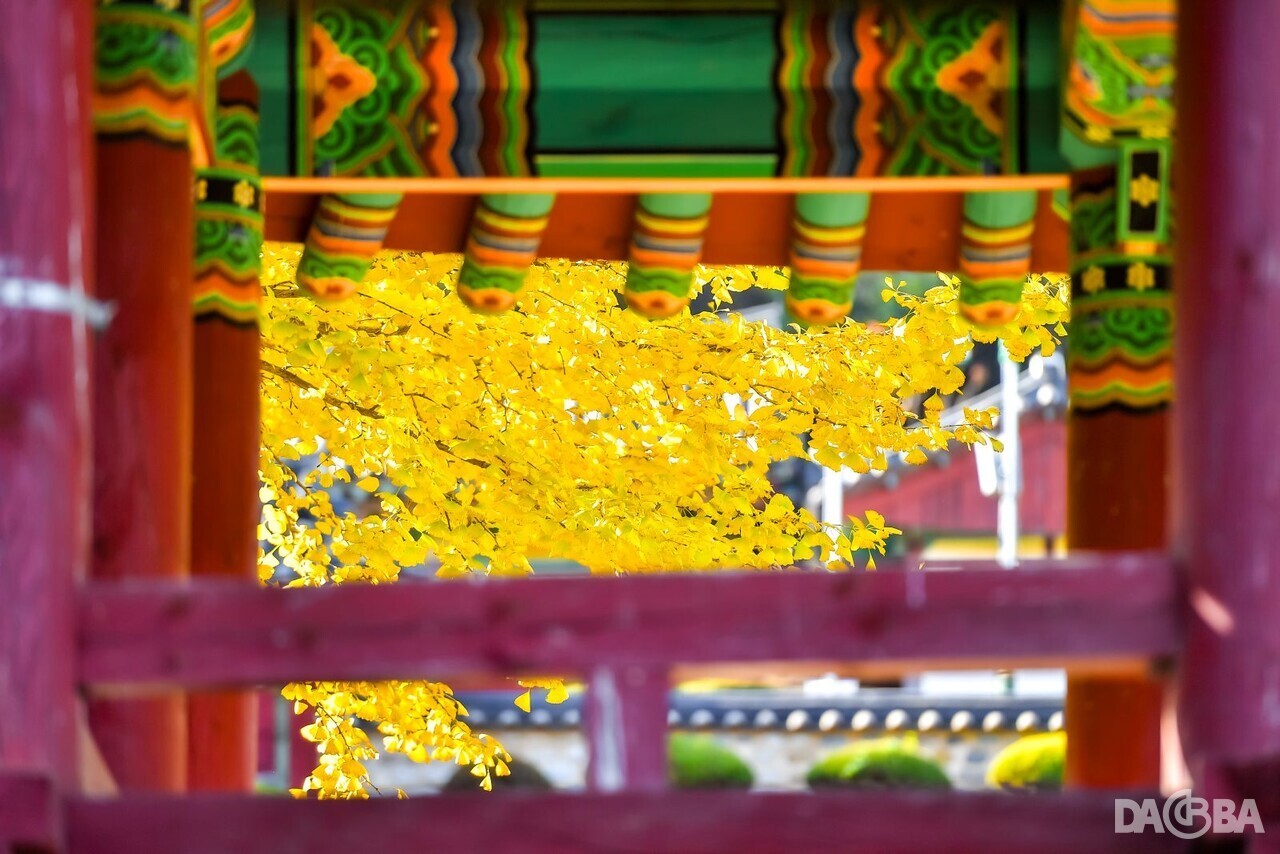 ▲황금빛 은행잎으로 물든 함안향교.(함안군 제공)