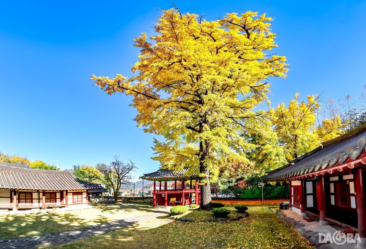 ▲황금빛 은행잎으로 물든 함안향교.(함안군 제공)