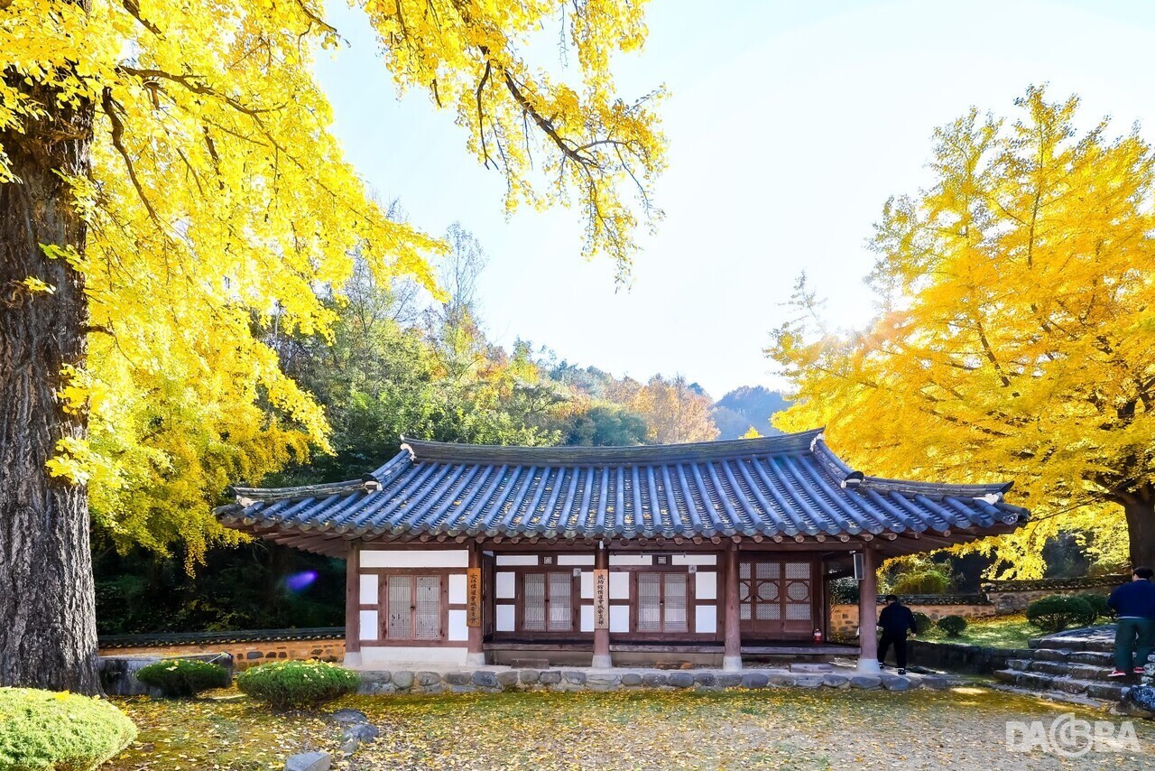 ▲황금빛 은행잎으로 물든 함안향교.(함안군 제공)