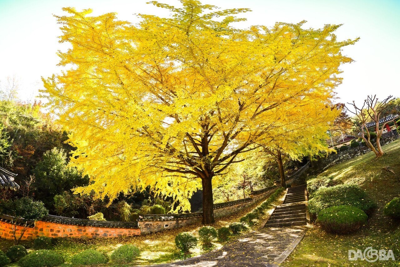 ▲황금빛 은행잎으로 물든 함안향교.(함안군 제공)