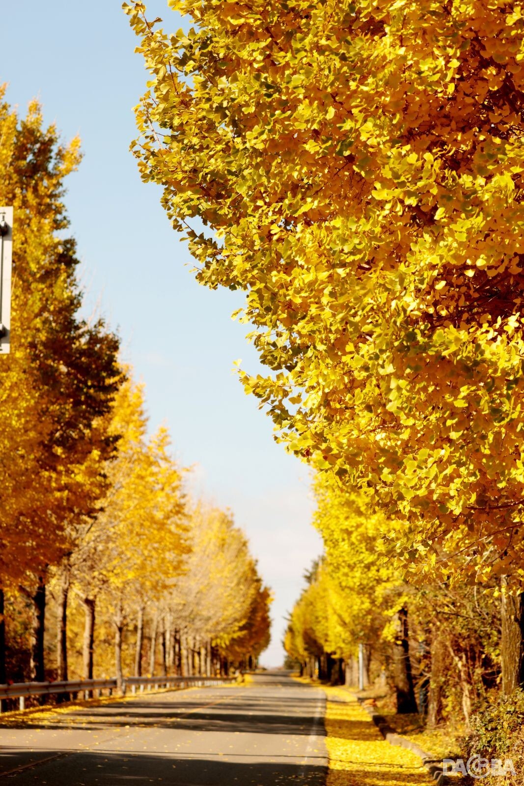 ▲의령 대의고개 은행나무 황금길.(의령군 제공)