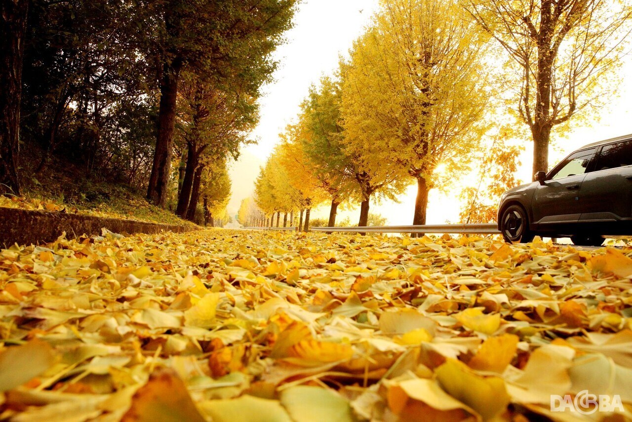 ▲의령 대의고개 은행나무 황금길.(의령군 제공)