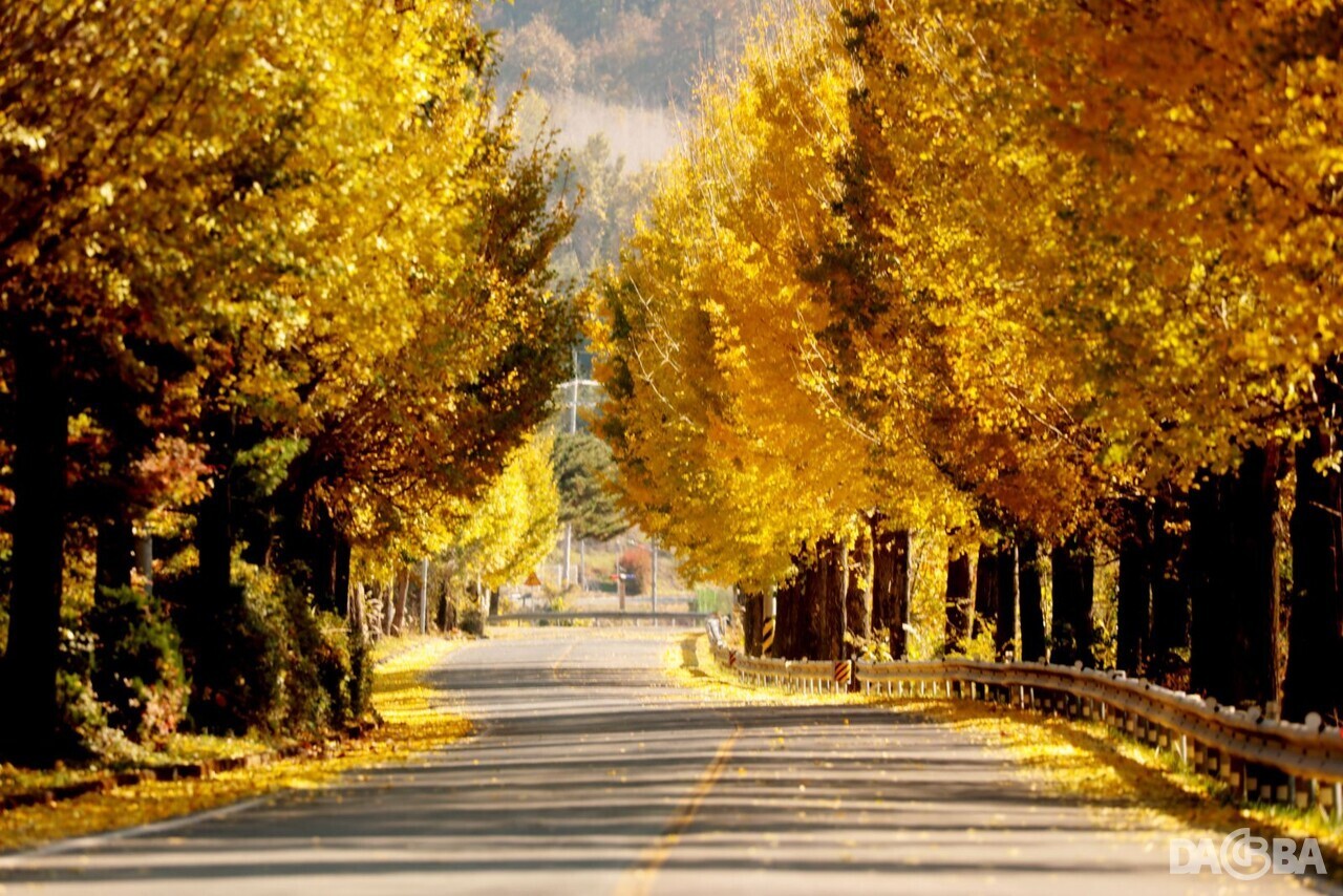 ▲의령 대의고개 은행나무 황금길.(의령군 제공)