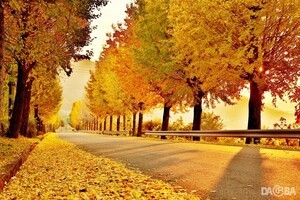 늦가을의 황금길